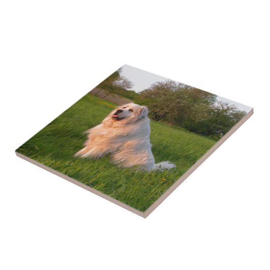 Große Pyrenäen Fliese (Seite)