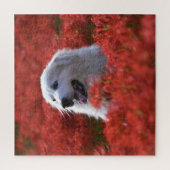 Große Pyrenäen im Feld der roten Blume Puzzle (Vertikal)