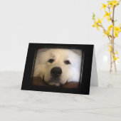 Große Pyrenäen Karte (Gelbe Blume)