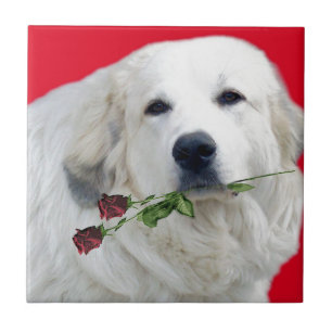 Große Pyrenäen mit Rosen Fliese