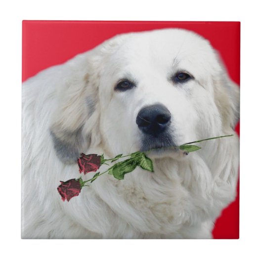 Große Pyrenäen mit Rosen Fliese (Vorderseite)