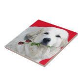 Große Pyrenäen mit Rosen Fliese (Seite)