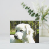 große Pyrenäen Postkarte (Stehend Vorderseite)