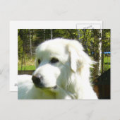 große Pyrenäen Postkarte (Vorne/Hinten)