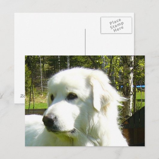 große Pyrenäen Postkarte (Vorne/Hinten)