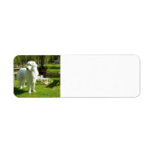 große Pyrenäen voll 2 (Vorne)