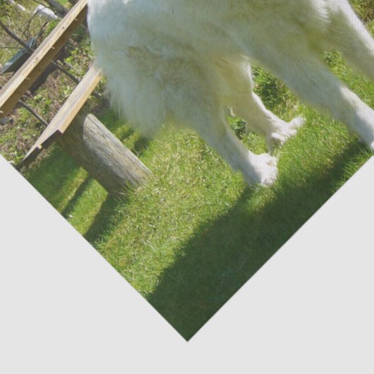 große Pyrenäen voll 2 Seidenpapier (Ausschnitt)