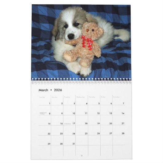 Große Pyrenäen-Welpen-Kalender Kalender (Mär 2026)