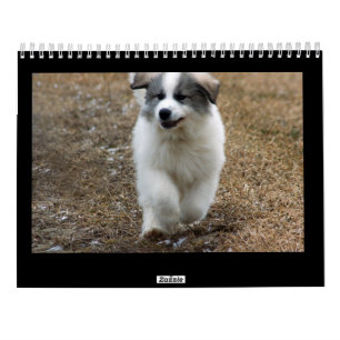 Große Pyrenäen-Welpen-Kalender Kalender