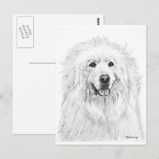 Große Pyrenäen Zeichnend Postkarte (Vorne/Hinten)