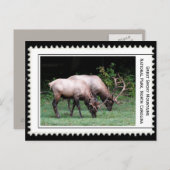 Große, rauchige Berge Postkarte (Vorne/Hinten)