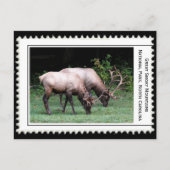 Große, rauchige Berge Postkarte (Vorderseite)