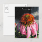 Große rosa Daisy Postkarte (Vorne/Hinten)