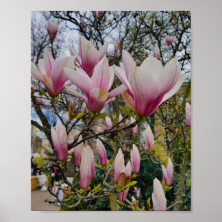 Große, rosa magnolische Blume. Frühjahrsblüte Poster