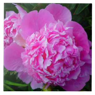 Große rosa Pfingstrosen-Fliese Fliese