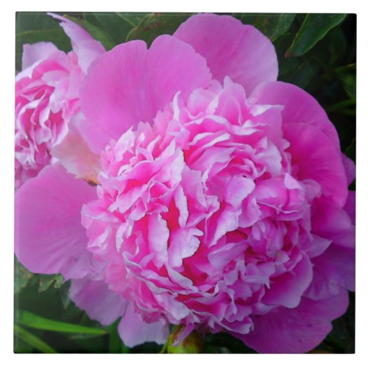 Große rosa Pfingstrosen-Fliese Fliese (Vorderseite)