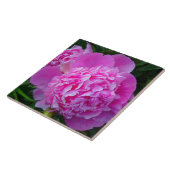 Große rosa Pfingstrosen-Fliese Fliese (Seite)