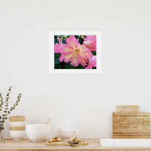 Große rosa Rhododendronblüte Florale Fotografie Poster