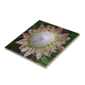 Große rosa und weiße Blume Natur Foto Fliese (Seite)