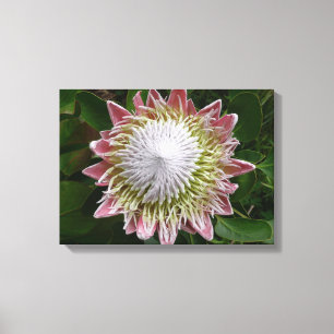 Große rosa und weiße Blume Natur Foto Leinwanddruck