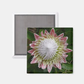 Große rosa und weiße Blume Natur Foto Magnet (Vorderseite/Rückseite)
