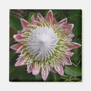 Große rosa und weiße Blume Natur Foto Magnet