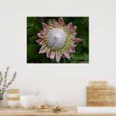 Große rosa und weiße Blume Natur Foto Poster (Küche)