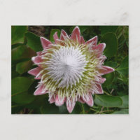 Große rosa und weiße Blume Natur Foto