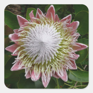 Große rosa und weiße Blume Natur Foto Quadratischer Aufkleber