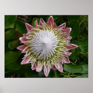 Große rosa und weiße Blumen-Natur-Foto Poster