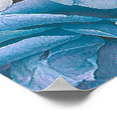 Große Rose im Garten, blau Poster (Ecke)