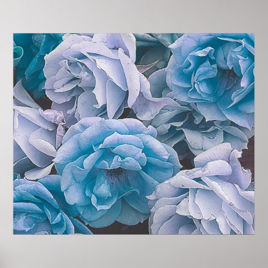 Große Rose im Garten, blau Poster (Vorne)