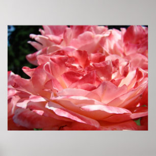 Große Rosenblumen Rosa Rote Rosen Kunst Drucke Ges