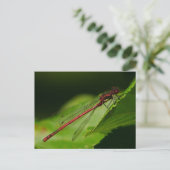 Große rote Damselly-Postkarte Postkarte (Stehend Vorderseite)