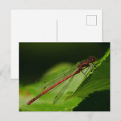 Große rote Damselly-Postkarte Postkarte (Vorne/Hinten)