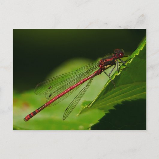 Große rote Damselly-Postkarte Postkarte (Vorderseite)