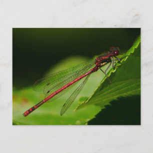 Große Rote Kleinlibelle Postkarte
