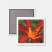 große rote Liliengrafik Magnet (Vorderseite/Rückseite)