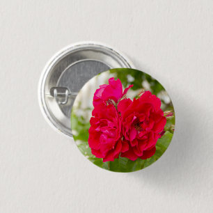 Große rote Rosen im Garten Button