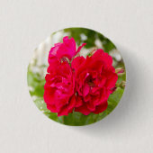 Große rote Rosen im Garten Button (Vorderseite)