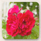 Große rote Rosen im Garten Getränkeuntersetzer (Vorderseite)