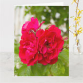 Große rote Rosen im Garten Karte (Gelbe Blume)