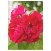 Große rote Rosen im Garten Klemmbrett (Rückseite)