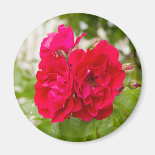 Große rote Rosen im Garten Magnet