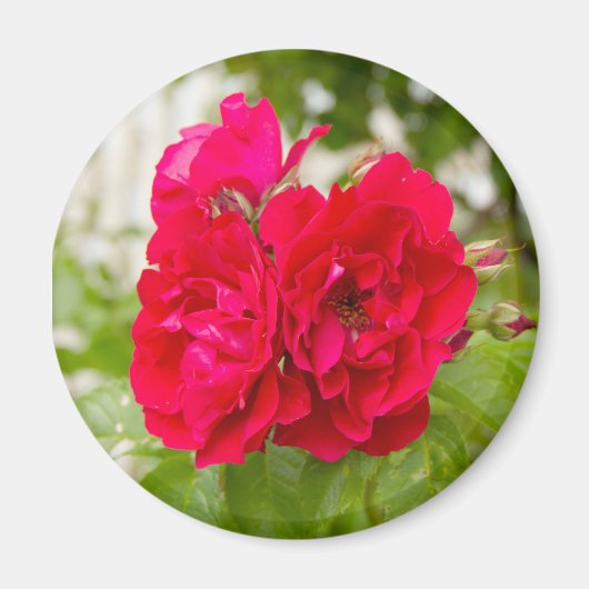 Große rote Rosen im Garten Magnet (Vorne)