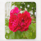 Große rote Rosen im Garten Mousepad (Vorne)