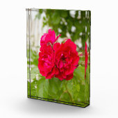 Große rote Rosen im Garten p Fotoblock (Rechts)