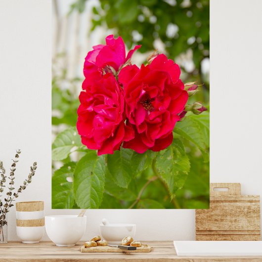 Große rote Rosen im Garten Poster (Küche)
