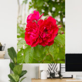 Große rote Rosen im Garten Poster (Heimbüro)