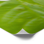 Große rote Rosen im Garten Poster (Ecke)